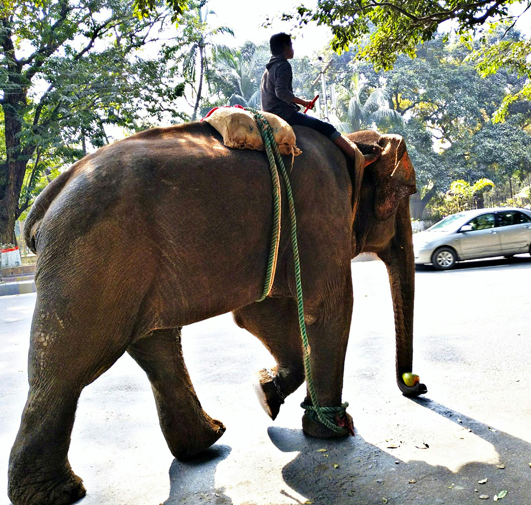 Orang Elephant Safari